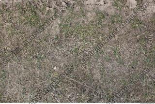 Photo Texture of Grass Dead 0015